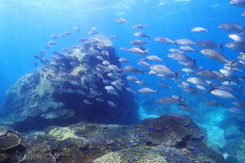 【愛媛県内発】 美しいブルー煌めく愛南へ！海底が見える船「ユメカイナ」と外泊・石垣の里　日帰り3