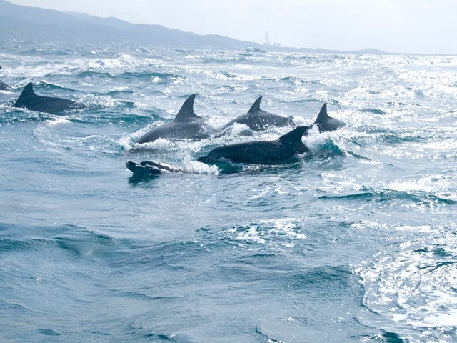 ■【往復熊本空港利用】九州初の専門ガイド付きのクルーザーで観光しながらクルージング（2日目の10時出航）！滞在中レンタカー付熊本市内1泊2日3
