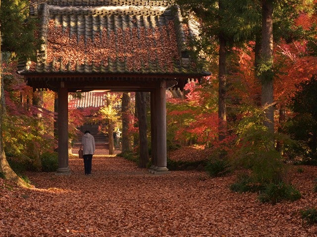 ■【茨城】秋の茨城十色♪錦秋絶佳の庭園「最勝寺」×紅葉パノラマ「筑波山ケーブルカー」へ！常陸牛焼肉弁当＆「みかん狩り食べ放題！柿2個お土産付き！」2