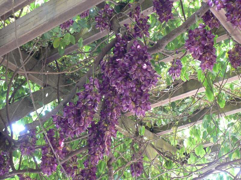 【武雄・江北・牛津・佐賀発】 山田日吉神社の大藤棚・日輪寺35,000株のツツジ・幻花アイラトビカズラ　春の熊本花三景　日帰り3