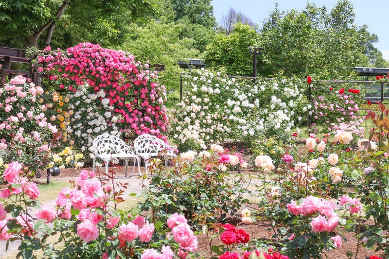 【出雲・斐川・松江・米子発】とっとり花回廊 花の女王1,000株のばらと蒜山高原15,000本のしゃくなげ　日帰り3