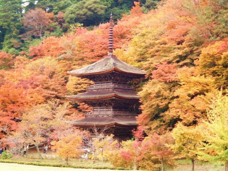 【岡山・倉敷発】 丹後のもみじ寺「金剛寺」と真紅に染まる「舞鶴自然文化園」　日帰り2