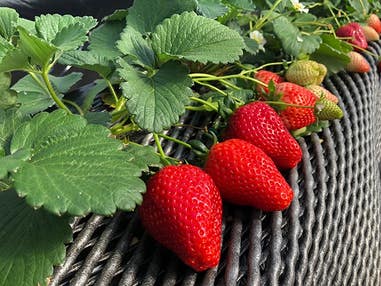■<ヒルナンデス!で紹介されました!>【栃木】星に願いを★日光山輪王寺星祈願&世界遺産「日光散策」&栃木ブランド牛すき鍋食べ放題!金目鯛と湯波三昧膳のご昼食&いちご狩り食べ放題!