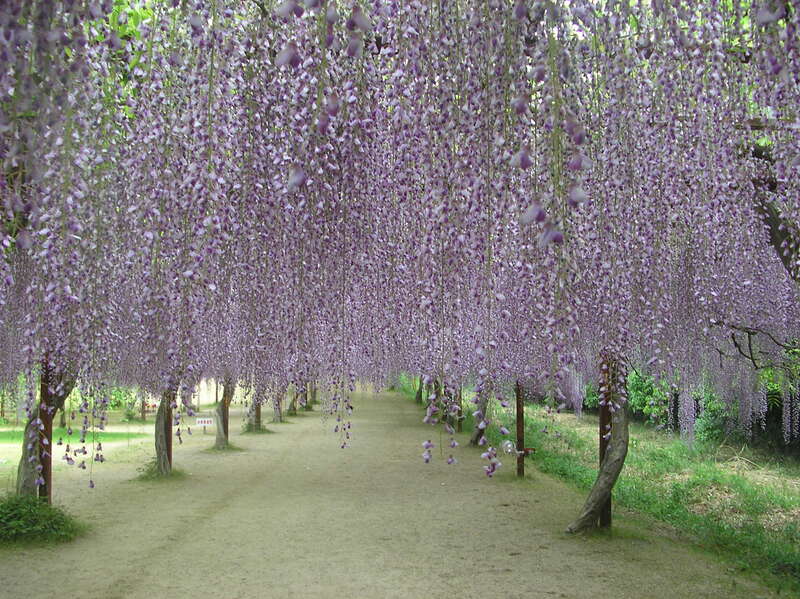 【鳥取駅南口発】 春のアフタヌーンティーとおかやま「藤」対決 ～和気藤公園ｖｓ渋川公園～　日帰り3