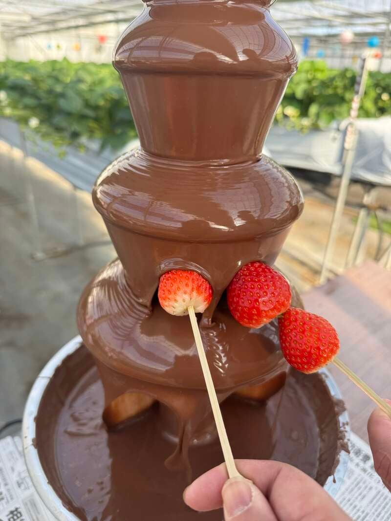 【町田・海老名発】＜WEB限定企画＞甘党歓喜！チョコレートファウンテン付き8種いちご狩り食べ放題 幻想的なよみうりランドのジュエルミネーション　日帰り1