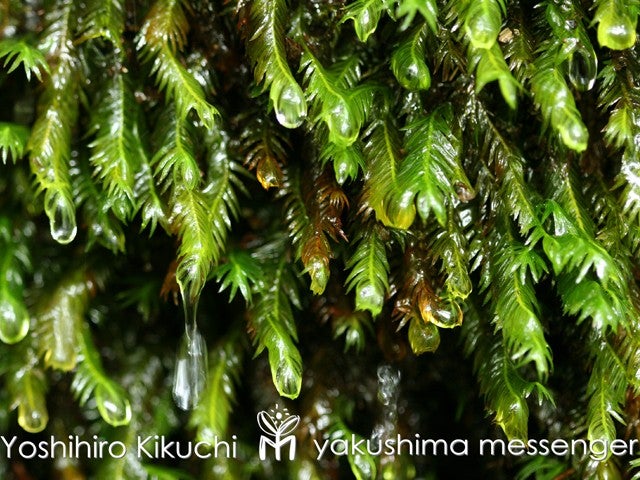 ■往復航空機利用！≪ガイドと行く(早朝出発)白谷雲水峡と太鼓岩トレッキング（楠川歩道コース）付！≫世界遺産「屋久島」　3泊4日3