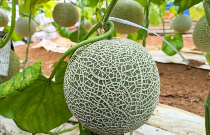 【横浜発】美味しさ満載！バスツアーで行くクロワッサン詰め放題と桔梗信玄餅包装体験に野菜詰め放題体験も！！　メロン1玉付き欲張り山梨バスツアー1