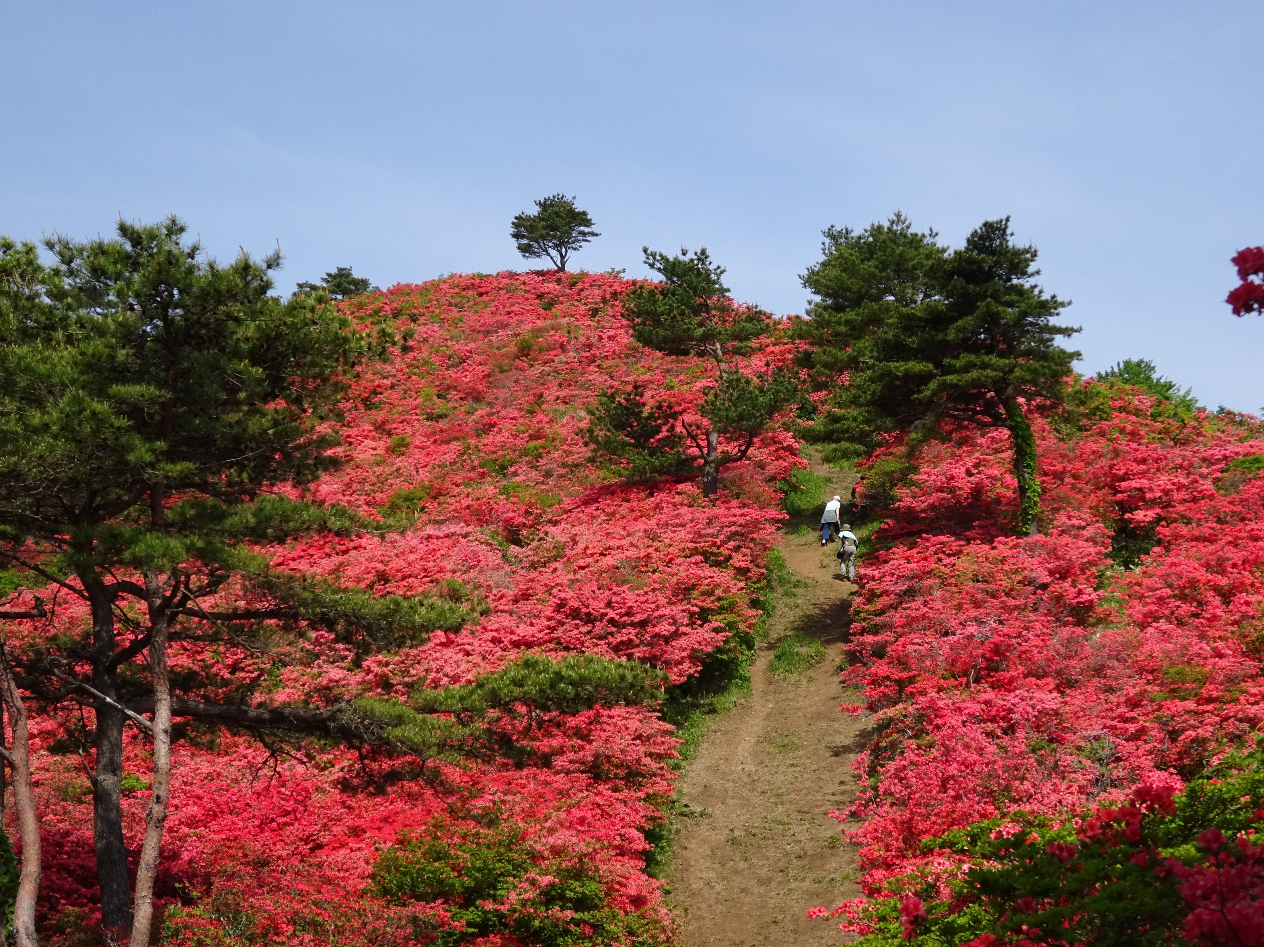 【石巻・仙台発】約50万本！日本最大級のツツジの名所！　 徳仙丈山ハイキングと気仙沼名物フカヒレ丼 日帰り1