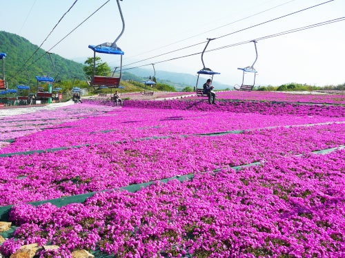 【名古屋発】本格フランス料理フルコース＆天空の花回廊！茶臼山高原芝桜の丘＆青もみじの香嵐渓2