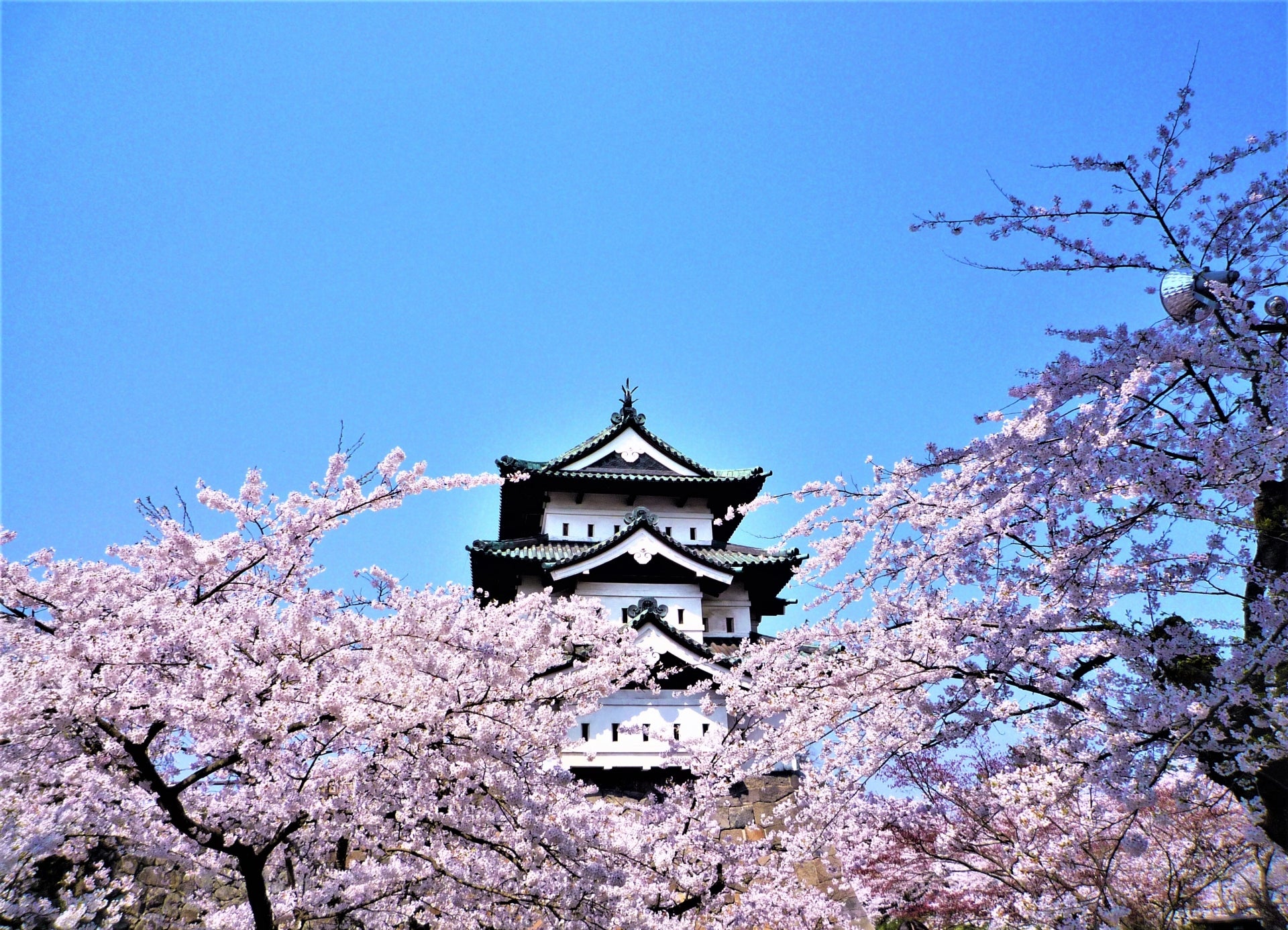 桜めぐり　北海道青森2泊３日の旅2