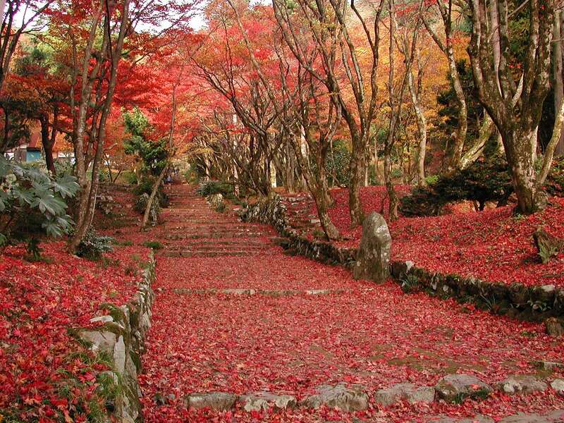 【大阪府内発】 びわ湖・湖国の紅葉巡り　鶏足寺＆メタセコイア並木　秋色に染まる近江の絶景　日帰り2