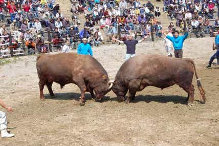 【東京駅・上野駅・大宮駅・高崎駅発】 越後歴史探訪！巨体激突！山古志の闘牛（牛の角突き）大会見学 ～ガイドと歩く醸造のまち摂田屋・北国街道出雲崎宿～ 　2日間
