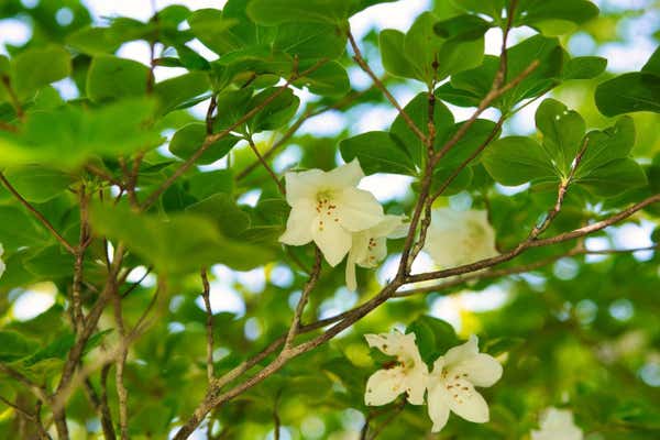 近畿の屋根を歩こう！大台ケ原ハイキング【藤井寺・富田林・河内長野・三日市発】3