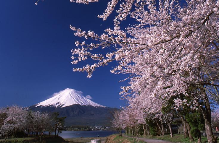 [池袋/新宿発]春爛漫！『富士・河口湖さくら祭り』の絶景散策と黄金の七福神×富士山最古の神社を参拝♪豪華ズワイガニ食べ放題＆本格山梨ワインも味わう開運美食お花見ツアー！1