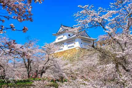 【福井県内発】 北陸新幹線で行く!世界有数のラジウム泉 鳥取三朝温泉「三朝ロイヤルホテル」に泊まる! 津山「鶴山公園」&倉吉「打吹公園」・世界遺産「姫路城」3つの日本さくら名所100選 山陰山陽関西さくら街道2日間