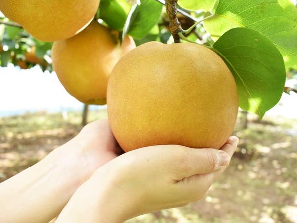 ■【栃木・茨城】収穫の秋がやってきた！ダブル収穫体験「栗拾い！梨狩り！」＆果実畑の隠れ家でイタリアンビュッフェ＆北関東最大級！道の駅でお買い物♪3