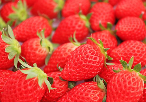 早春の佐賀イチゴと花とスイーツSAGAし旅1