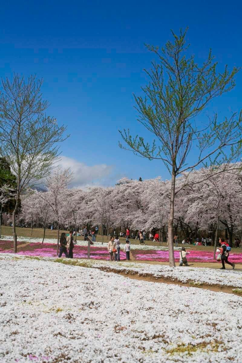 【静岡県内発】 よみうり伊香保温泉キャンペーン開催！伊香保温泉まつり！　上州の名湯・伊香保温泉 湯ったり１８時間滞在　榛名雲海桜と赤城南面千本桜 ２日間2