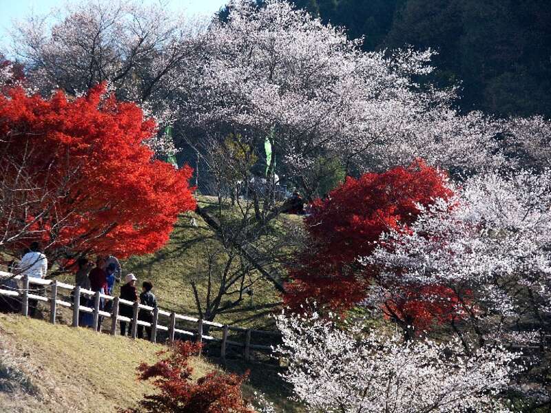 【松山駅～川之江駅発】 東海随一！紅葉の香嵐渓・秋に咲く四季桜と浜名湖遊覧・東海名所めぐり3日間2
