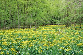福崎・加西・社発
№9891 余呉湖ハイキング