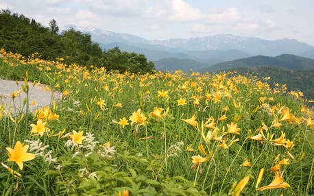 【富山県内発着】1か月だけのオープン!「白山高山植物園」と秘湯温泉