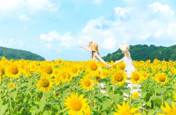 【早割30】[新宿発]8日間限定！イチオシサマー★約100万本の陽だまりに咲く太陽「益子ひまわり畑」＆大迫力！「アクアワールド茨城県大洗水族館」＆お買い物♪＜かねふくめんたいパーク大洗のめんたいジャンボおにぎり軽食付き♪＞1