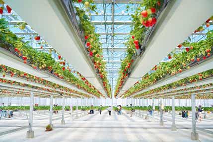 【東京都内発※町田を除く】 春の風物詩！水戸偕楽園梅まつり ～TVで何度も紹介される話題の空中いちご園でいちご狩り食べ放題～