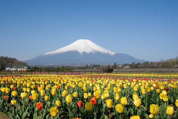 【京成船橋発】山梨 春の《忍野八海》と《山中湖花の都公園》散策＜コースNo.26-1009-A＞（京成トラベル）3