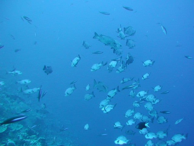 ■【那覇出港/水中観光船オルカ号乗船付き】手軽に海中遊覧を楽しもう！ホテルを自由自在に組み合せ！沖縄本島ちゃんぷるーチョイス4泊5日2