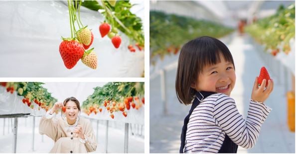 【広島駅、吉田口駅、甲立駅、三次駅　（他芸備線各駅）発着／日帰り】★WEB限定ツアー・個人プラン★芸備線で行く 旬のいちご狩り食べ放題 ～モグベリー～ 1
