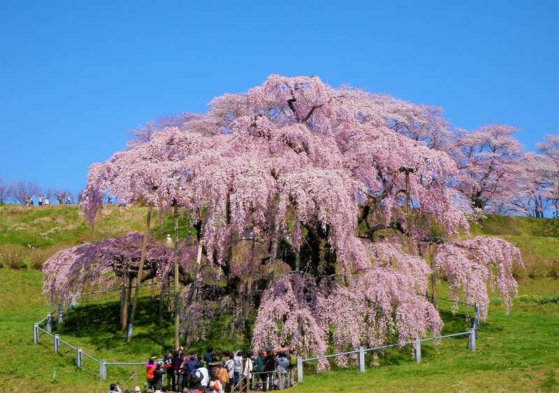 【南紀白浜空港発】 南紀白浜空港発着　日本三大桜・三春の滝桜！福島5つの桜めぐりと会津・大内宿・塔のへつり　3日間1
