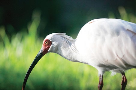 ［JR青森県発着］＜おひとり様参加可能出発日＞6つの味覚とまるごと10の見どころを巡る新潟・佐渡島4日間　世界文化遺産に登録された佐渡島の金山にご案内♪1