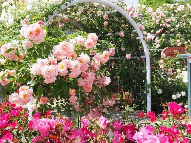 ■【山梨】初夏のキラメク休日♪～バラの庭園巡り～絶景のローズガーデン・「河口湖 音楽と森の美術館」＆バラの花咲くハーブ庭園散策♪さらに！大人気「桔梗信玄餅詰め放題」体験3