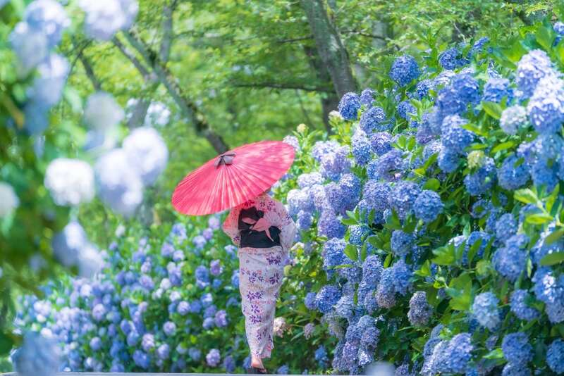 【岡山・倉敷発】 初夏のさぬき～３つの紫陽花めぐり～　日帰り2