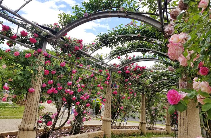 【愛犬同伴プラン】(6/8)日本一長いバラ回廊『ハイジの村』＆『さくらんぼ狩り』食べ放題！ドッグフィールドのあるカフェでランチ付きの日帰りvipわんツアー！2