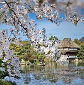 三宮・明石　発
№1828 津山鶴山公園さくらまつり3