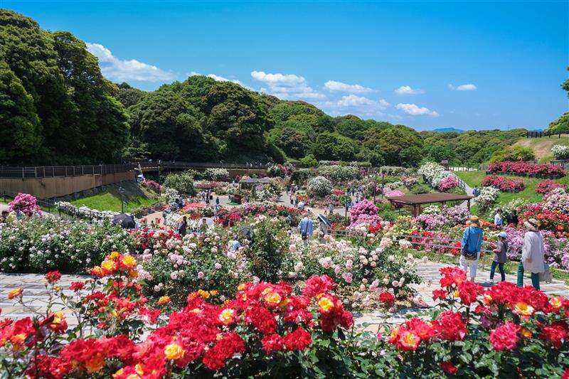 【岩国・玖珂発】 海辺に佇むホテルで「玄海玉手箱膳」と響灘緑地グリーンパーク「ローズガーデン」　日帰り2