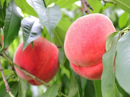 中部発　日帰り　短い旬を見逃すな！桃２玉狩り、桃食べ放題！阿智村のパワースポット　信濃比叡　廣拯院へ！＜JAMJAM TOUR＞ 1