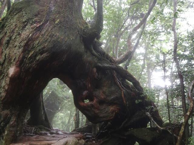 ■往復航空機利用！体力に自信がなくても気軽に屋久島ならではの自然をお楽しみいただける【ガイドと行く★白谷雲水峡(午前半日)トレッキング付き】　2泊3日2