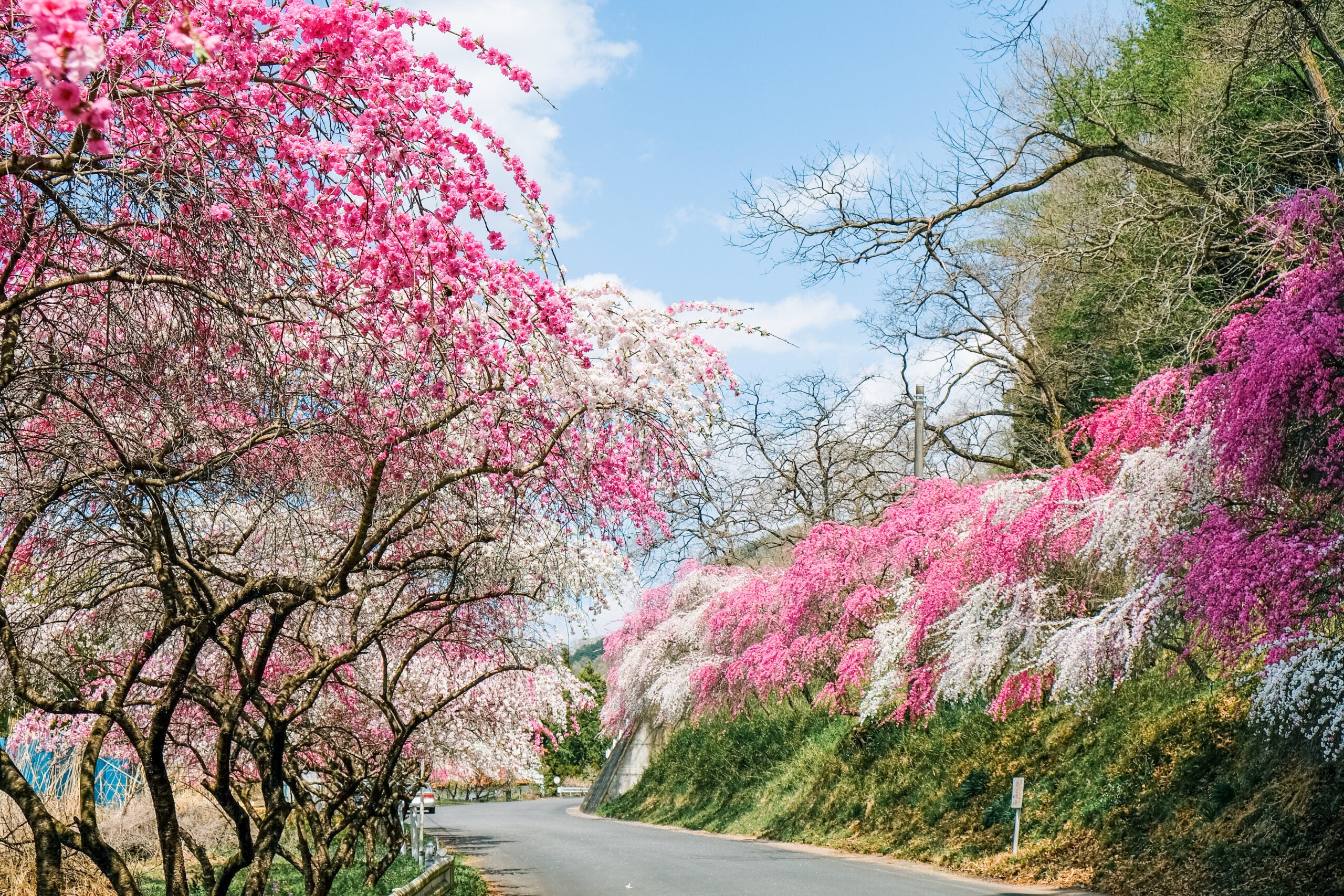 【八千代台発】群馬 赤城南面千本桜と小夜戸・大畑花桃街道＜コースNo.25-1154-C＞（京成トラベル）1