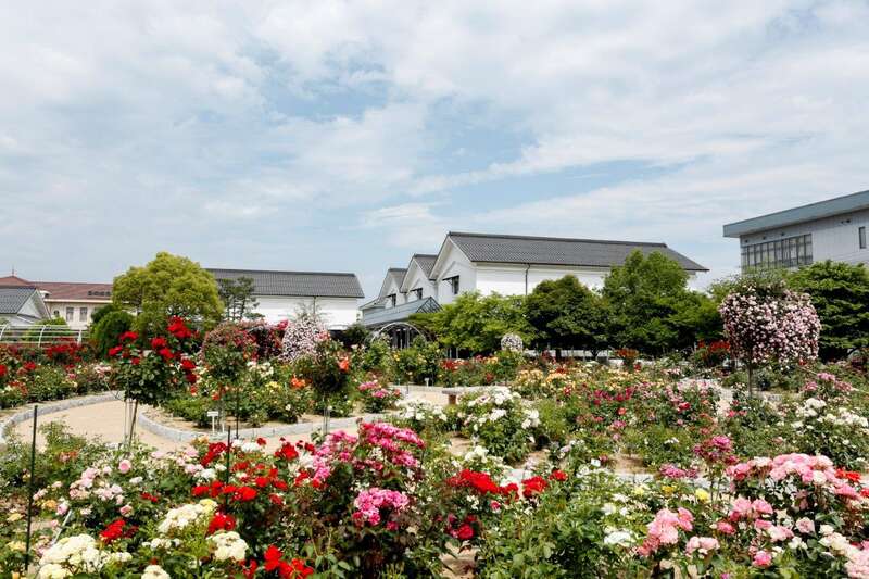 【愛媛県内発】 秋を彩るバラ・コスモス２つの花競演と丹波秋の大収穫祭 ２日間2