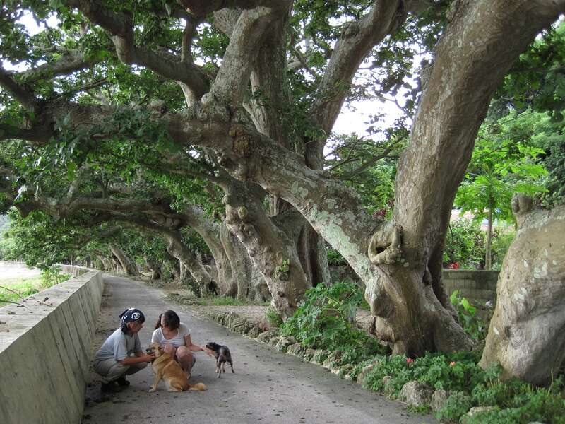 【伊丹空港発着】 ≪ おひとり様参加限定≫ 手つかずの自然、歴史、文化の島「奄美大島」、「加計呂麻島」 絶景のしま旅（３日間）3