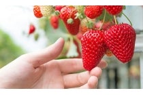 ◎WEB予約でリボンポイント３ポイント◎【刈谷・知立発】＊日帰り昼食付＊『渥美半島いちご狩り＆菜の花まつりとイタリアン＆いちごスイーツビュッフェ』3