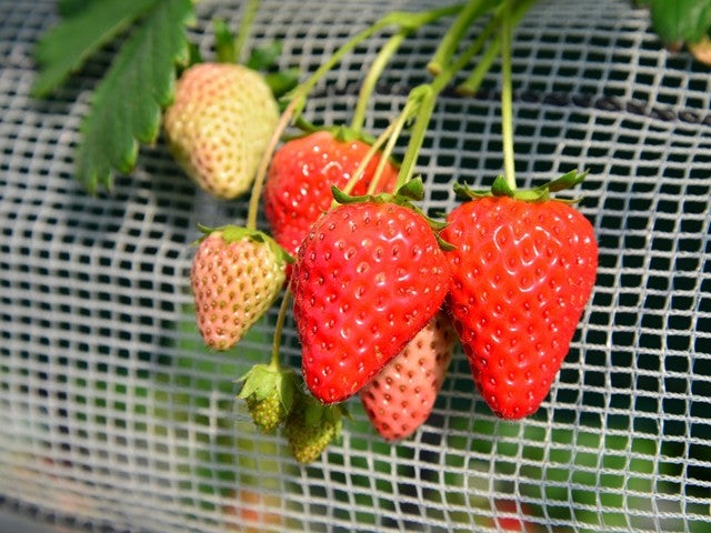 ■＜横浜発＞【千葉】房総ゴールデンコンビ！海鮮浜焼き食べ放題＆いちご狩り食べ放題！感動・絶景・ＳＮＳ映え！東京ドイツ村イルミネーション♪はちみつ専門店のはちみつの工房＆写真ＳＮＳ映えスポットが集結！！2