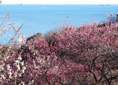 【鳥取駅南口発】 ウメ~!梅ミステリーツアー 日帰り