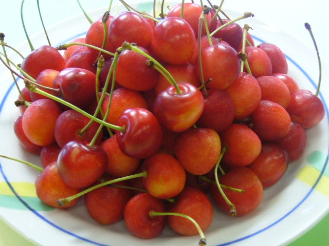 【福井・鯖江・越前・敦賀エリア発】 丹波フルーツフラワーフェスティバル　さくらんぼ＆メロン2種食べ放題と初夏の花景色　日帰り2