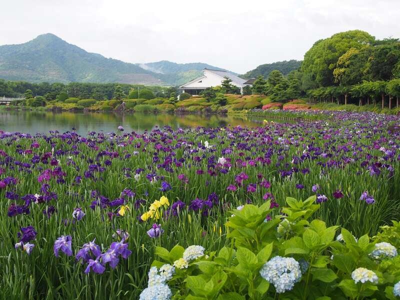 【愛媛県内発】 伊予灘ものがたり道後編　南楽園de花菖蒲観賞と宇和島鯛めし 日帰り1
