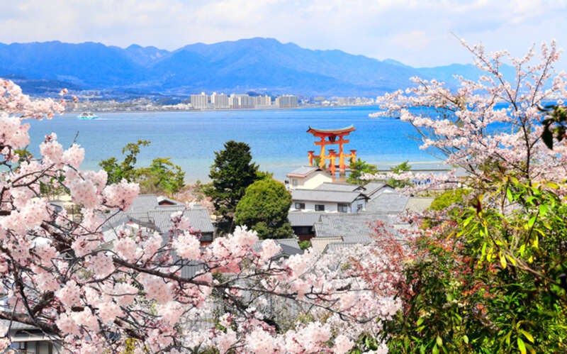 【岡山・倉敷発】 桜の錦帯橋と安芸の宮島　日帰り3