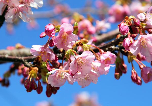 津久見河津桜と四浦海岸絶景ウォーキング2