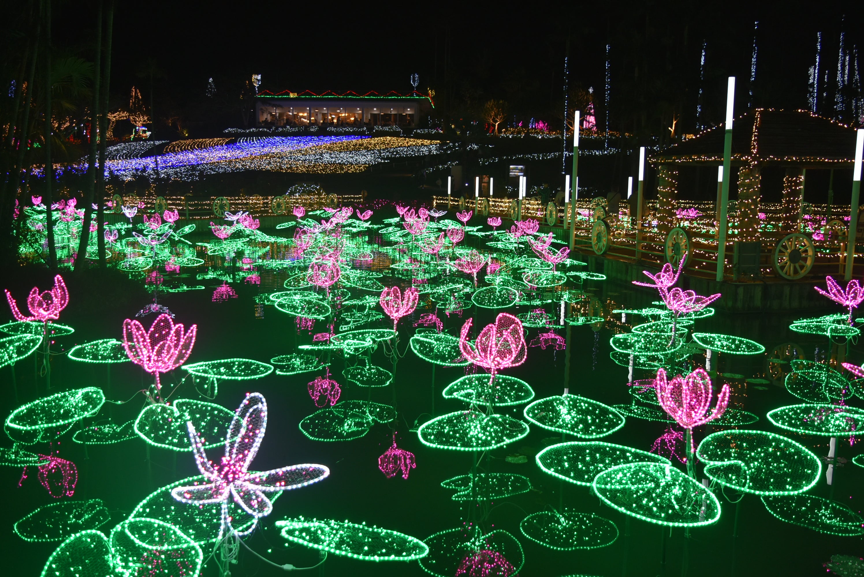 【女満別空港発】 一生に一度は見たい、ホエールウォッチング！南国沖縄を彩るイルミネーション（3日間）1